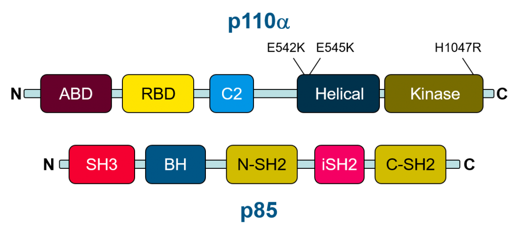 Schematic representation of the domains found in the two primary subunits of PI3-kinase.
