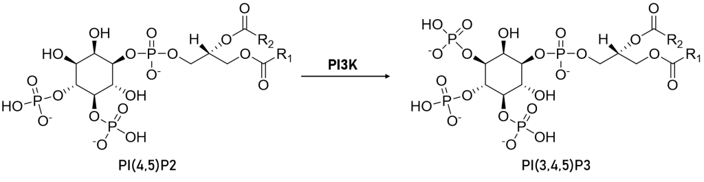 Basic function of PI3-kinase - addition of phosphate to PI(4,5)P2 to form PI(3,4,5)P3