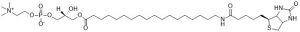 Biotin 18:0 LysoPC - Echelon Biosciences