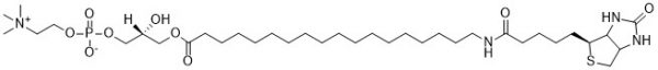 Biotin 18:0 LysoPC - Echelon Biosciences