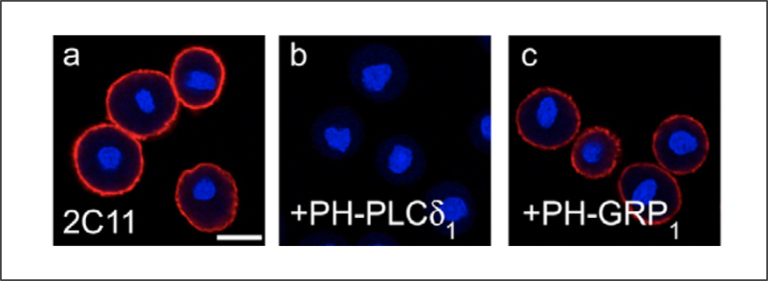Lipid binding ICC controls - Echelon Biosciences