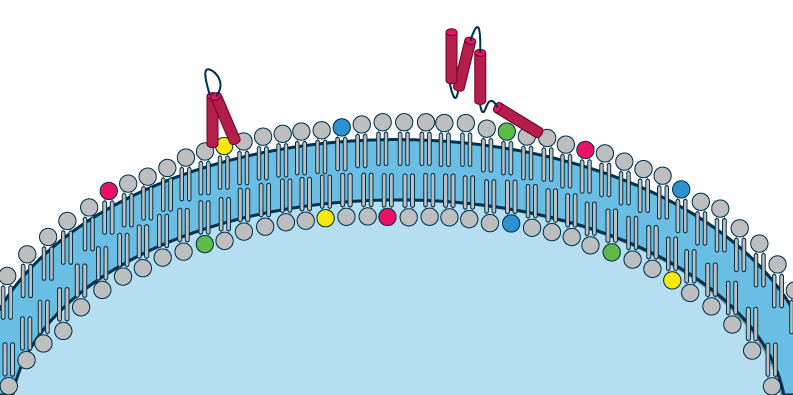 Tips and tricks for your PIP Strip protocol - Echelon Biosciences
