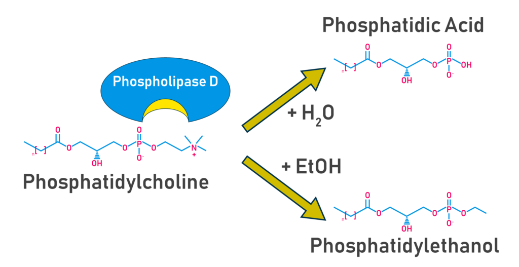 PEth synthesis via phospholipase d - Echelon Biosciences