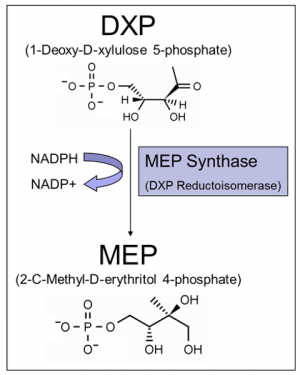 MEP Synthase (DXR) Enzyme Inhibitor Screen - Echelon Biosciences