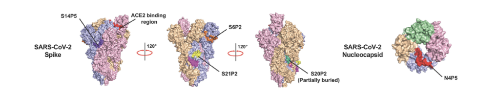 Location of SARS-CoV-2 surface epitopes - Echelon Biosciences