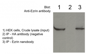 Ezrin VHH Antibody - Echelon Biosciences