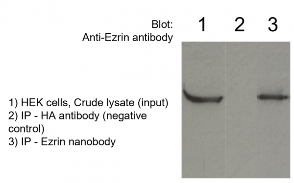 Ezrin VHH Antibody - Echelon Biosciences