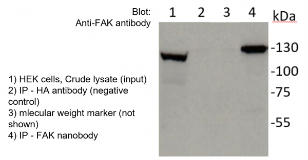 Focal Adhesion Kinase VHH Antibody - Echelon Biosciences