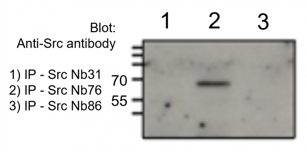 c-Src VHH Antibody - Echelon Biosciences