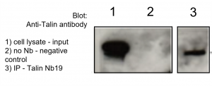 Talin VHH Antibody - Echelon Biosciences