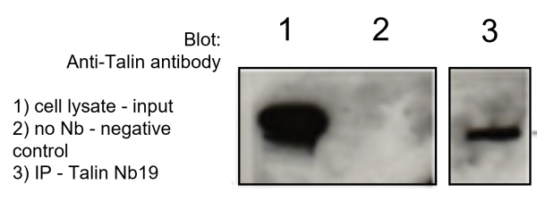 Talin VHH Antibody - Echelon Biosciences