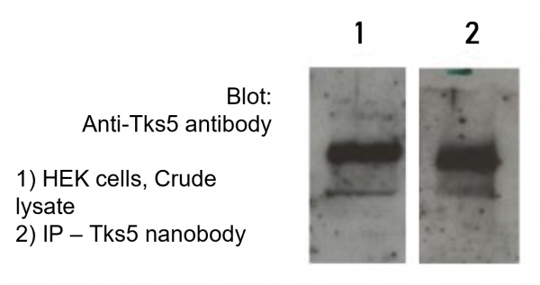 Tks5 VHH Antibody - Echelon Biosciences