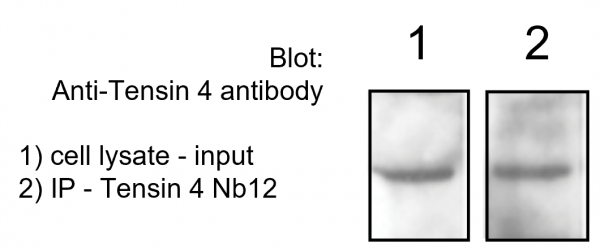 Tensin 4 VHH Antibody - Echelon Biosciences