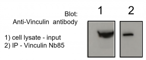 Vinculin VHH Antibody - Echelon Biosciences