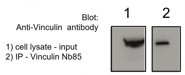 Vinculin VHH Antibody - Echelon Biosciences