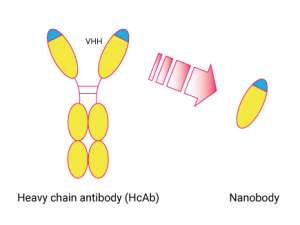 Nanobodies - Echelon Biosciences