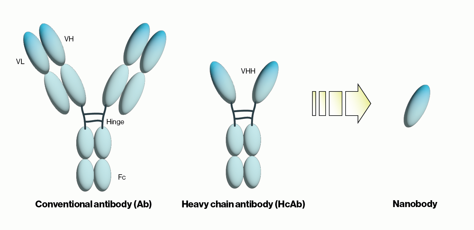 Nanobody vs conventional antibody - Echelon Biosciences