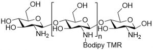 Chitosan Bodipy-TMR - Echelon Biosciences