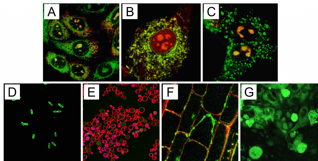 Delivery of PI(4,5)P2 to different cell types