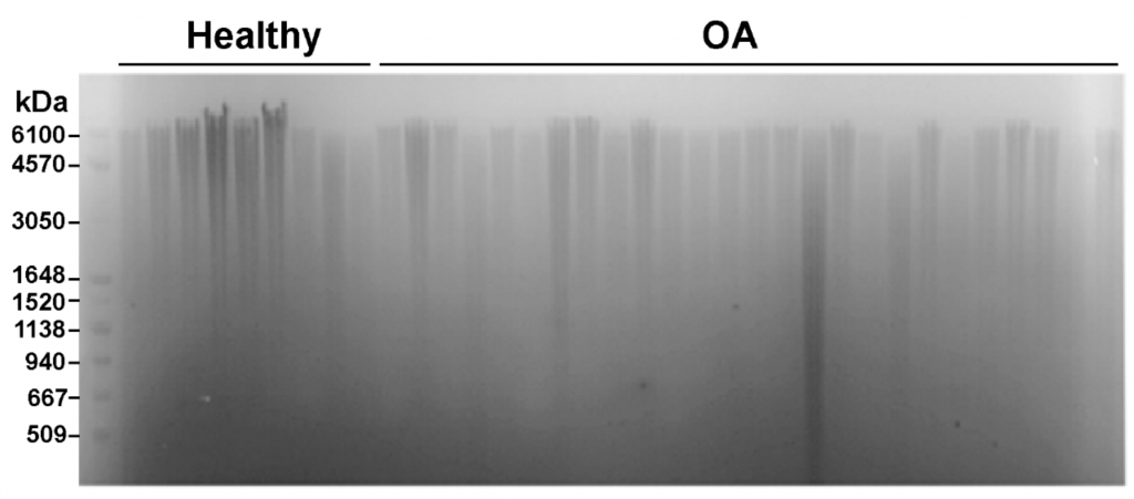 Gel electrophoresis for HA distribution
