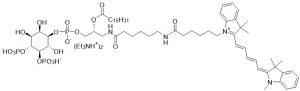 Cyanine 5 PI(4,5)P2, C16 - Echelon Biosciences