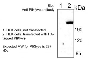 PIKfyve antibody, polyclonal (western blot) - Echelon Biosciences