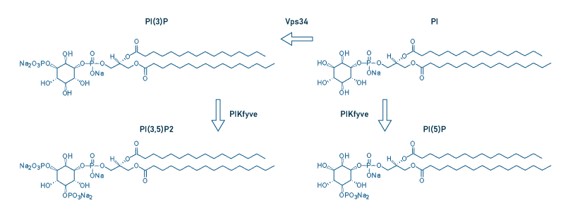 PIKfyve phosphoinositide synthesis - Echelon Biosciences