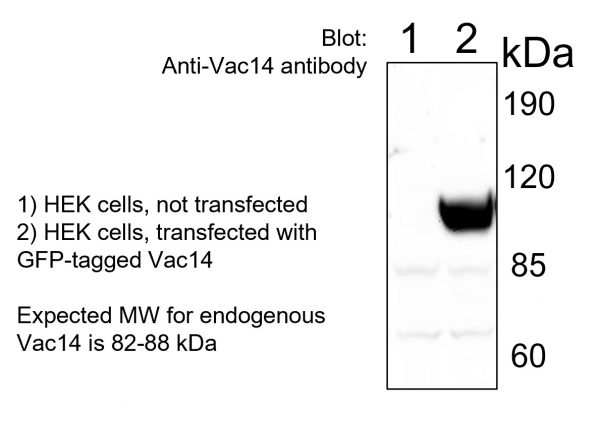 Vac14 antibody, polyclonal (western blot) - Echelon Biosciences