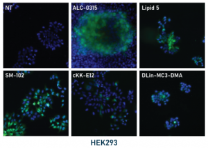 LNP validation test, immunofluorescence - Echelon Biosciences