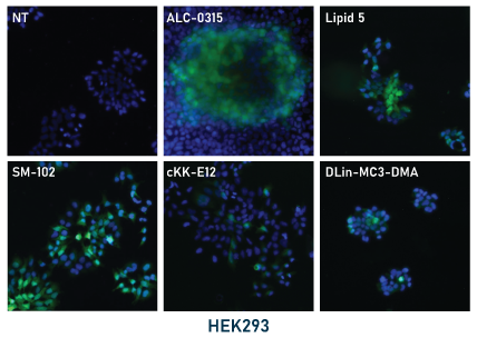 LNP validation test, immunofluorescence - Echelon Biosciences
