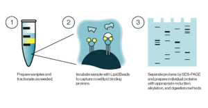 Lipid Beads Schematic - sample separation, bead application, SDS-PAGE analysis