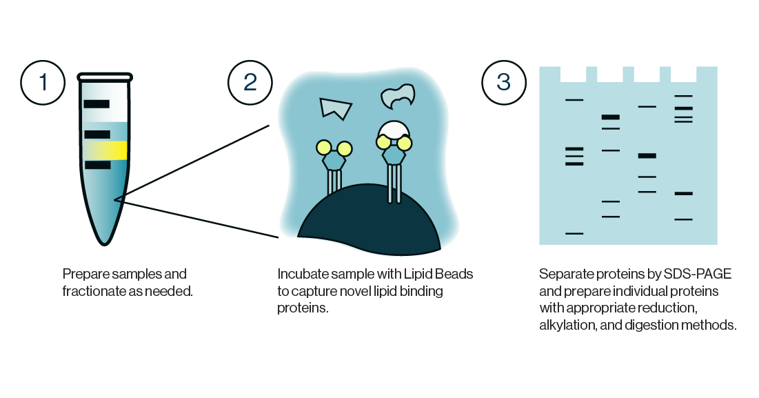 Lipid Beads Schematic - sample separation, bead application, SDS-PAGE analysis