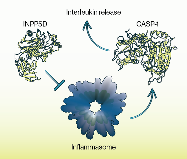 Simple schematic of INPP5D in immune activation; INPP5D appears to act as a negative regulator of inflammasome activity - Echelon Biosciences