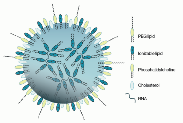 LNP Schematic - Echelon Biosciences Example of lipid nanoparticle with four lipid types and RNA as the cargo.