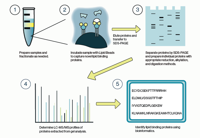 Workflow for use of Lipid Beads in parallel with mass spectrometry for identifying novel lipid-binding proteins.