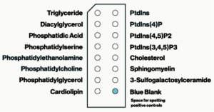 Membrane Lipid Strips - Echelon Biosciences