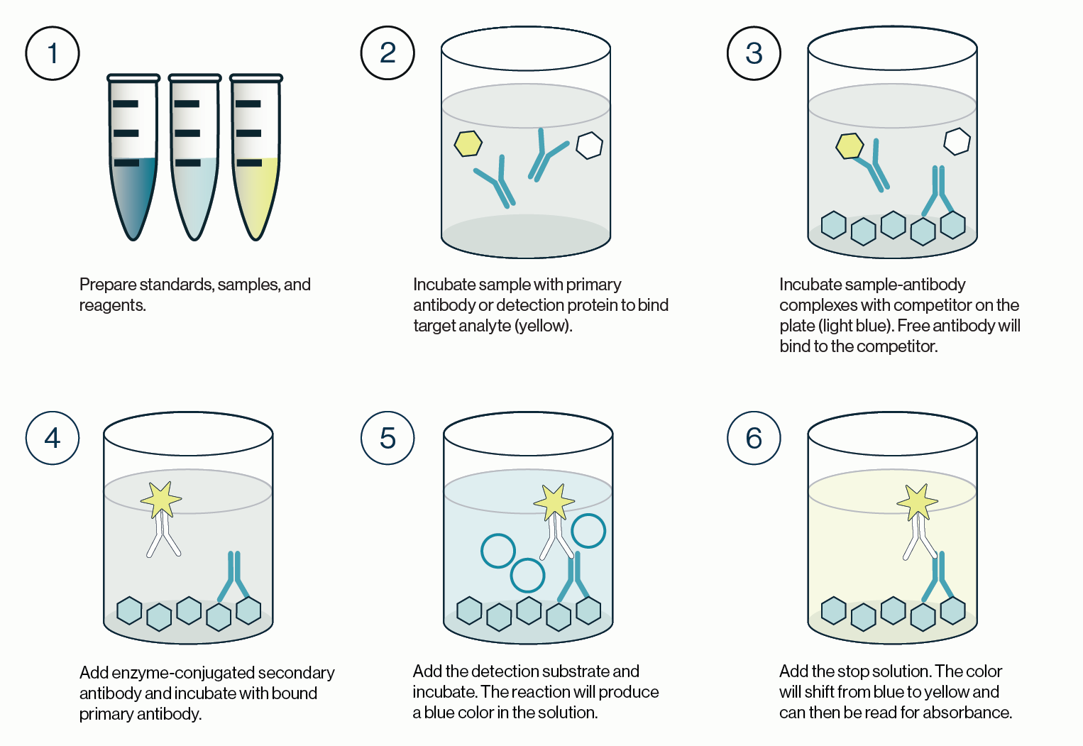 Step by step process for running a competitive ELISA - Echelon Biosciences