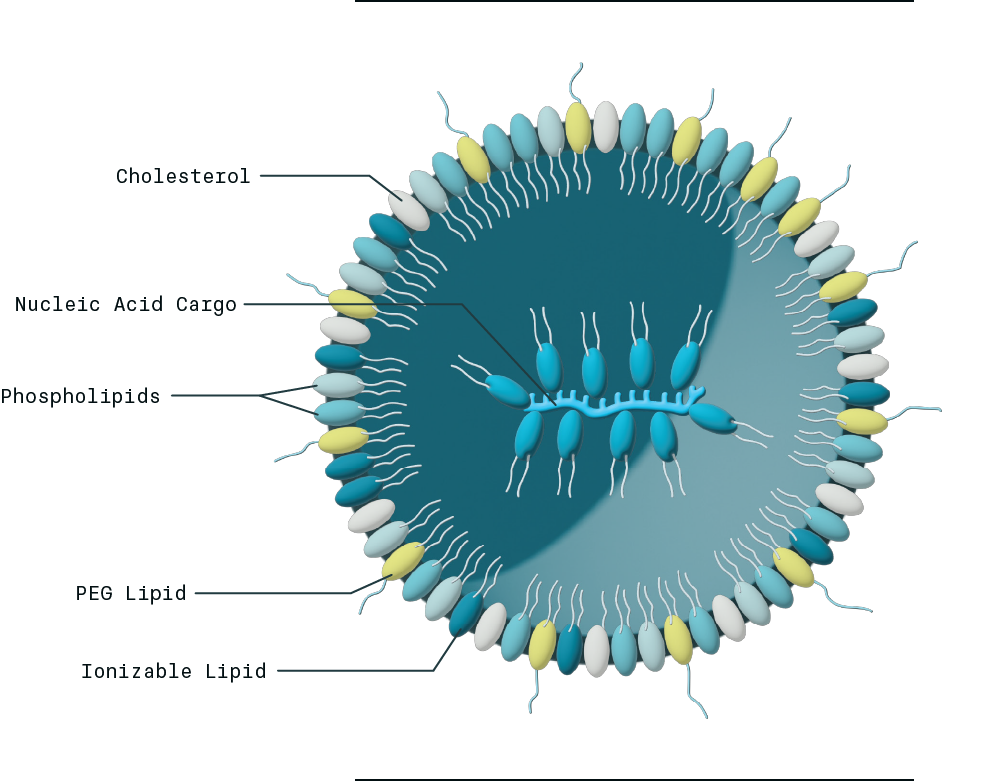 Lipid Nanoparticle Schematic - lipid and nucleic acid components - Echelon Biosciences