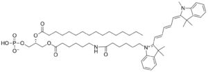 Phosphatidic Acid-Cyanine5 (PA-Cy5) - Echelon Biosciences