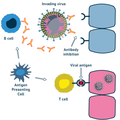 B cells & T cells Adaptive Immunity Actions -Echelon Biosciences