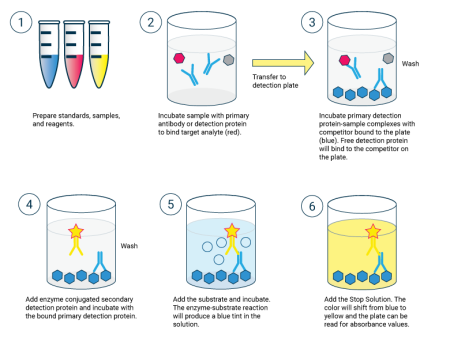 Competitive ELISA flow chart - Echelon Biosciences