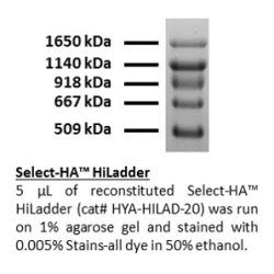 Select-HA HiLadder - Echelon Biosciences
