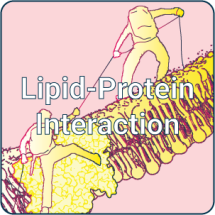 Lipid-Protein icon (button)