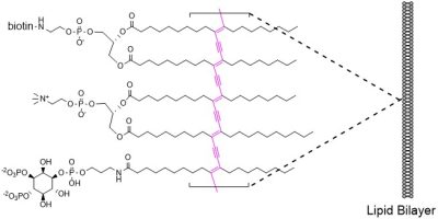 Y-PXXX-3 PolyPIPosomes - Echelon Biosciences
